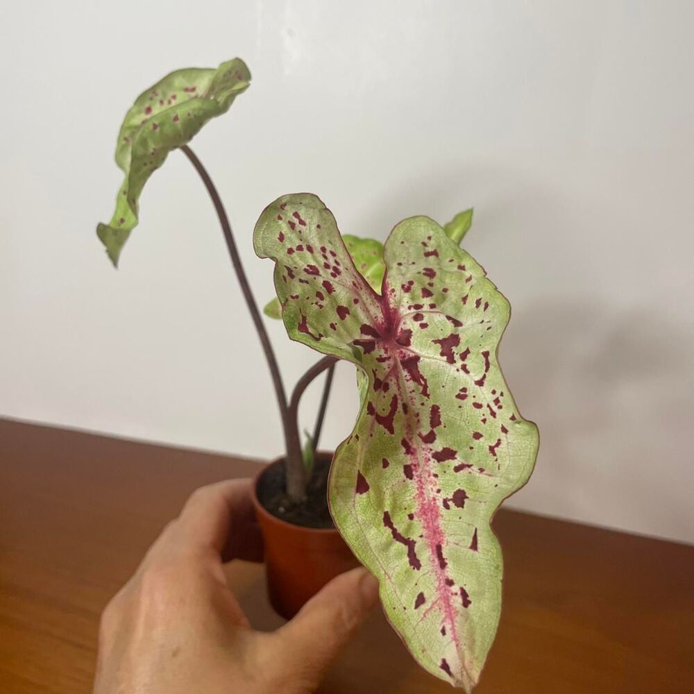 Green and Pink Syngonium Miss Muffet Live plant in 2 inch pot - Picture 5 of 5